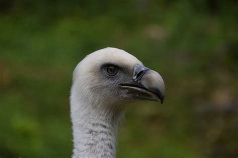 Aasvogel .